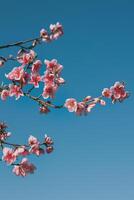 schön Pfirsich Ast mit Rosa blühen im ein Blau Himmel. foto