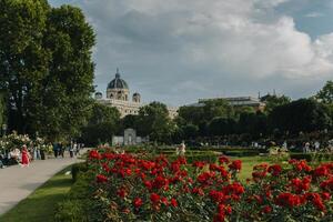 Blühen Rose Gebüsch im volksgarten Park, Wien, Österreich. foto