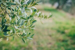 frisch Geäst von Olive Baum im ein Frühling Garten. foto