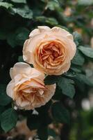 schön Pfirsich Rosa Rose Blumen im ein Frühling Garten nach das Regen. foto