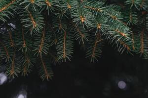 flauschige Geäst von ein Tannenbaum. Weihnachten Hintergrund oder Postkarte Konzept. foto