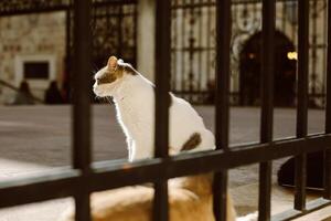 süß Weiß und rot Katze Sitzung auf ein Straße von Dubrovnik alt Stadt, Kroatien. Porträt von ein Straße Katze. foto