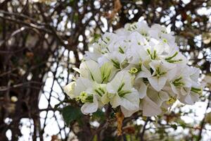 schön Weiß Bougainvillea Blume foto