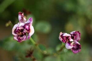 getrocknet verwelkt Magenta Rose Blume foto