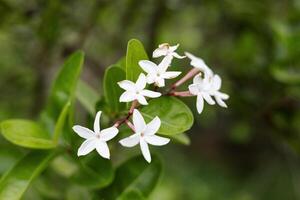 schließen oben von viele Weiß Blume foto