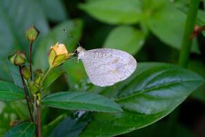 Makrofotografie. Tier Nahaufnahme. Weiß Schmetterling das Psyche oder Leptosie Nina, Sitzstangen auf Gelb Blumen. Weiß Schmetterlinge Leben im das wild. Schuss mit ein Makro Linse foto