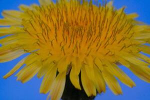 Makro Fotografie. Pflanzen schließen hoch. Makro Schuss von Gelb Löwenzahn Blume. jung Löwenzahn Blumen. im das Foto mit ein Makro Linse