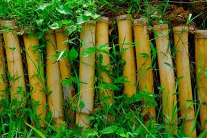 Hintergrund Fotografie. texturiert Hintergrund. schließen oben von Bambus Graben mit Reben. mehrere Stücke von Bambus sind vereinbart worden wie ein Graben. Schuss im Makro Linse. Bandung, Indonesien foto