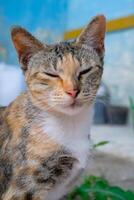 Nahansicht Schuss von schläfrig gestreift Katze. ein gestreift Katze deren Augen sind Schielen wie wenn es ist schläfrig. Tier Fotografie. Haustier Katze. selektiv Fokus. Makrofotografie. Schuss im Makro Linse foto