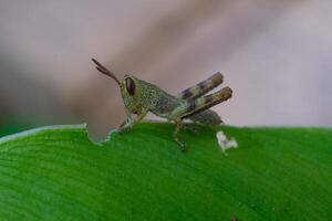 Makrofotografie. Tier Fotografie. Nahansicht Foto von Baby Heuschrecke thront auf Blatt Spitze. Baby javanisch Heuschrecke oder valanga nigricornis. Schuss im Makro Linse