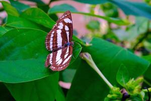 Tier Fotografie. Tier Nahaufnahme. Makro Foto von schwarz und Weiß gemustert Schmetterling oder neptis Hylas, thront auf ein Grün Blatt. bandung - - Indonesien, Asien