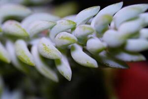 Makrofotografie. selektiv Fokus. Nahansicht Schuss von saftig hängend Pflanze Sedum Morganian. Licht Grün hängend Pflanze saftig. ziemlich Hintergrund foto