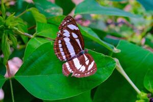 Tier Fotografie. Tier Nahaufnahme. Makro Foto von schwarz und Weiß gemustert Schmetterling oder neptis Hylas, thront auf ein Grün Blatt. bandung - - Indonesien, Asien