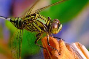 Makrofotografie. Tier Nahaufnahme. Makro Foto von ein Grün Libelle. ein Grün Libelle ist Sitzung auf ein trocken Blatt. Bandung, Indonesien