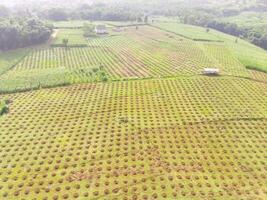 Antenne Aussicht von Mais Felder bandung Stadt, Indonesien. Landschaft von ein neu gepflanzt Mais Feld. landwirtschaftlich Feld. über. landwirtschaftlich Industrie. Schuss von ein Drohne fliegend 100 Meter foto