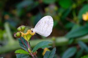 Makrofotografie. Tier Nahaufnahme. Weiß Schmetterling das Psyche oder Leptosie Nina, Sitzstangen auf Gelb Blumen. Weiß Schmetterlinge Leben im das wild. Schuss mit ein Makro Linse foto