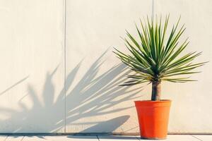 ein atemberaubend eingetopft Yucca Pflanze steht gegen ein Hintergrund von hell Sonnenlicht. foto