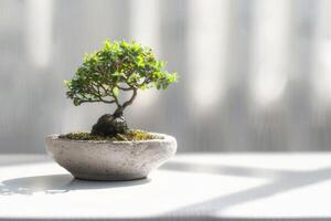 ein Bonsai Baum gepflanzt im ein sauber, minimalistisch Topf. foto