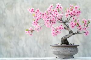 Mini Kirsche Baum im ein dekorativ Topf es hat zart Rosa Blumen. foto