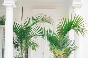 ein Paar von eingetopft Palmen flankiert das Tür. foto