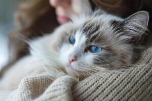ein heiter Ragdoll Katze faulenzen im es ist Eigentümer Waffen, es ist Blau Augen Blick liebevoll beim es ist Mensch Begleiter foto