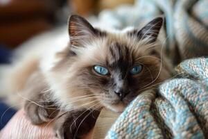 ein heiter Ragdoll Katze faulenzen im es ist Eigentümer Waffen, es ist Blau Augen Blick liebevoll beim es ist Mensch Begleiter foto