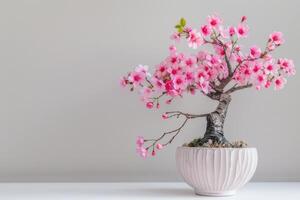 Mini Kirsche Baum im ein dekorativ Topf es hat zart Rosa Blumen. foto