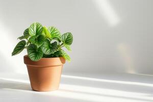 Fittonia im ein braun Terrakotta Topf mit Sonnenlicht gegen ein Weiß Hintergrund. foto