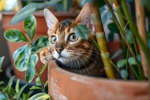 ein neugierig Bengalen Katze spähen aus von hinter ein eingetopft Anlage, es ist unverwechselbar Mantel Muster fangen das Auge foto