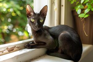 ein glatt orientalisch kurzes Haar Katze thront auf ein Fensterbrett, es ist beschwingt Grün Augen funkelnd mit Intelligenz foto