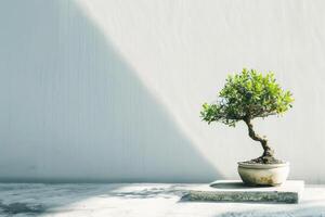 ein Bonsai Baum gepflanzt im ein sauber, minimalistisch Topf. foto