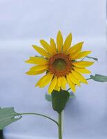 ein Sonnenblume ist gezeigt im Vorderseite von ein Weiß Hintergrund foto