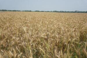 ein Feld von Weizen ist gezeigt im das Entfernung foto