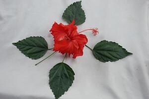 ein rot Blume Verlegung auf ein Weiß Hintergrund foto
