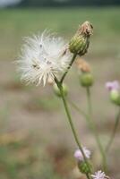 ein Feld von Wildblumen mit ein Löwenzahn im das Vordergrund foto