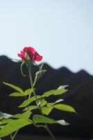 ein rot Rose ist wachsend im Vorderseite von ein Dach foto