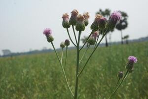 ein Pflanze mit lila Blumen im ein Feld foto