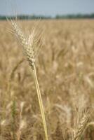 ein Feld von Weizen ist gezeigt im das Entfernung foto