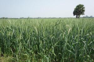 ein Feld von Grün Weizen mit hoch Grün Stängel foto