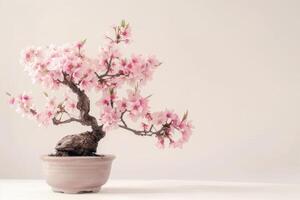 Mini Kirsche Baum im ein dekorativ Topf es hat zart Rosa Blumen. foto