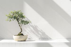 ein einsam Bonsai Baum elegant gepflanzt im ein Keramik Topf. foto