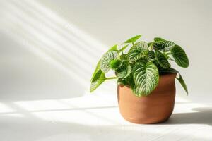 Fittonia im ein braun Terrakotta Topf mit Sonnenlicht gegen ein Weiß Hintergrund. foto