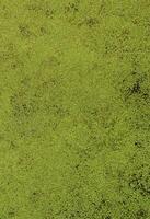 Textur von Sumpfwasser mit grünen Wasserlinsen und Sumpfvegetation foto