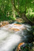 riesig alt Pappel im Frühling auf das Kante von ein Fluss foto