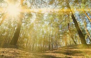 sonnige frühlingslandschaft in einem kiefernwald bei hellem sonnenlicht. gemütlicher Waldplatz zwischen den Kiefern, übersät mit gefallenen Zapfen und Nadelnadeln foto