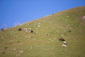 ein Herde von Kühe weidet auf ein Berg bedeckt mit Gras und felsig Steine. foto