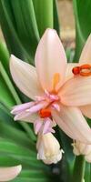 Mexikaner Tuberose Blume foto