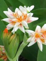 Mexikaner Tuberose Blume foto