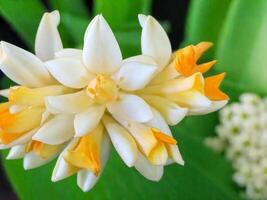 Mexikaner Tuberose Blume foto