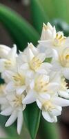 Mexikaner Tuberose Blume foto